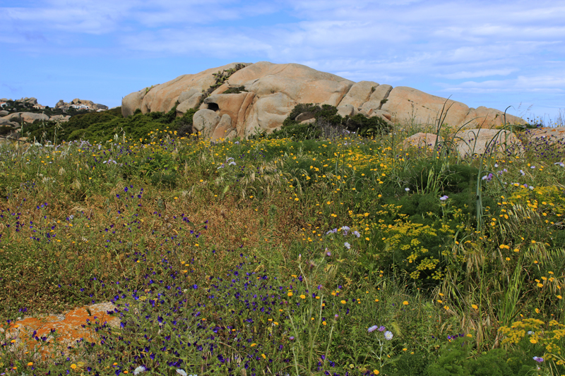 2016-05-02_110900 sardinien-2016.jpg - Wanderung am Capo Test